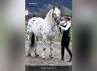 Noriker, Sto, Föl (03/2023), 160 cm, Leopard-Piebald