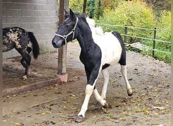 Noriker, Sto, Föl (04/2023)