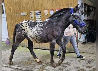 Noriker, Sto, Föl (03/2023)