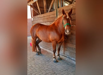 Noriker, Stute, 10 Jahre, 158 cm, Fuchs