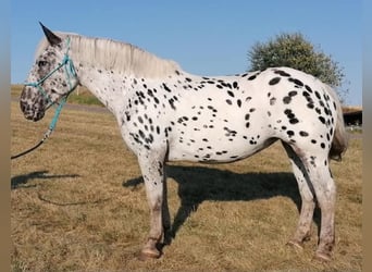 Noriker, Stute, 10 Jahre, 160 cm, Tigerschecke