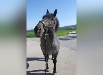 Noriker, Stute, 10 Jahre, 163 cm
