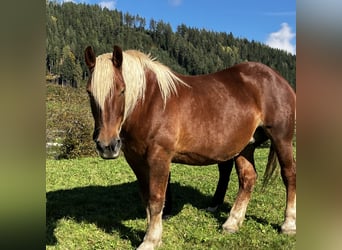 Noriker, Stute, 10 Jahre, 165 cm, Fuchs