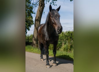 Noriker, Stute, 10 Jahre, 165 cm, Rappe