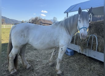 Noriker, Stute, 10 Jahre, Schimmel