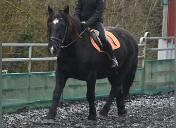 Noriker, Stute, 11 Jahre, 156 cm