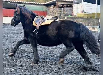 Noriker, Stute, 11 Jahre, 156 cm