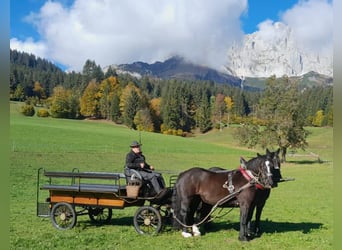Noriker, Stute, 12 Jahre, 159 cm, Rappe