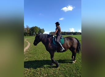 Noriker, Stute, 12 Jahre, 159 cm, Rappe