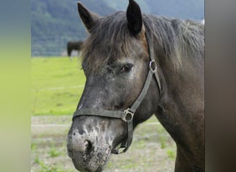 Noriker, Stute, 12 Jahre, 160 cm, Tigerschecke