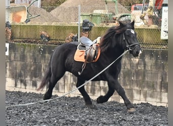 Noriker, Stute, 13 Jahre, 156 cm