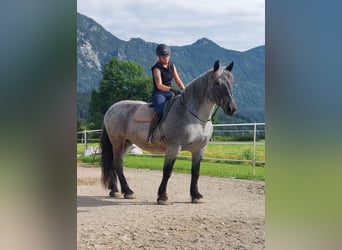 Noriker, Stute, 13 Jahre, 160 cm, Blauschimmel