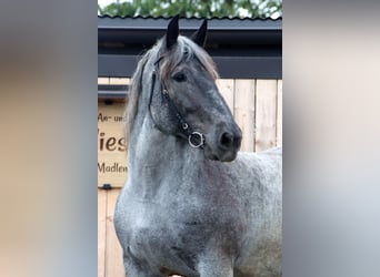 Noriker, Stute, 13 Jahre, 160 cm, Blauschimmel