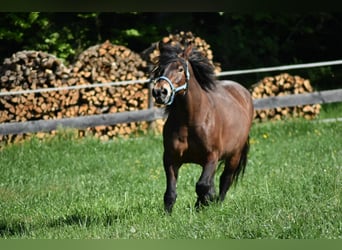 Noriker, Stute, 14 Jahre, 155 cm, Brauner
