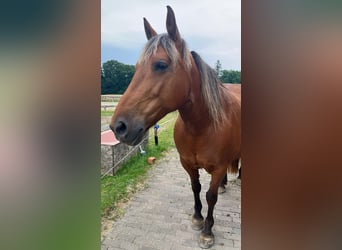 Noriker Mix, Stute, 14 Jahre, 160 cm, Fuchs