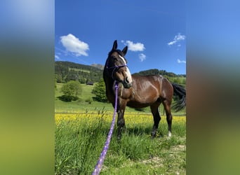 Noriker Mix, Stute, 15 Jahre, 152 cm, Brauner