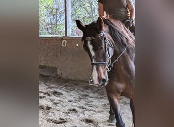 Noriker Mix, Stute, 15 Jahre, 152 cm, Brauner