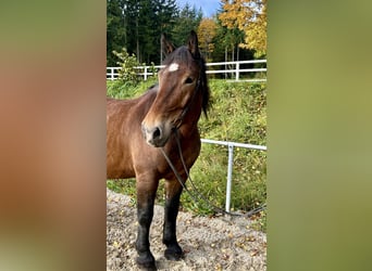Noriker, Stute, 15 Jahre, 155 cm, Brauner