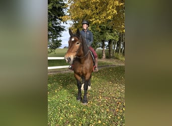 Noriker, Stute, 15 Jahre, 155 cm, Brauner