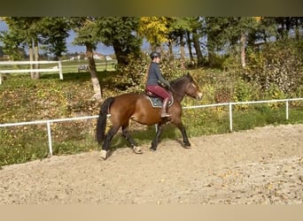 Noriker, Stute, 15 Jahre, 155 cm, Brauner