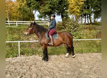 Noriker, Stute, 15 Jahre, 155 cm, Brauner