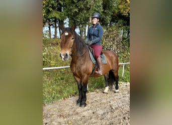 Noriker, Stute, 15 Jahre, 155 cm, Brauner