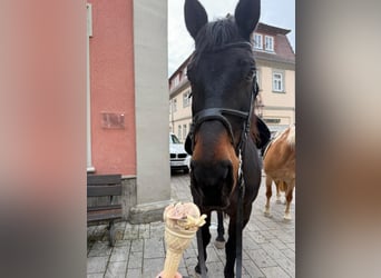 Noriker, Stute, 15 Jahre, 165 cm, Dunkelbrauner