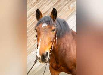 Noriker, Stute, 16 Jahre, 155 cm, Brauner