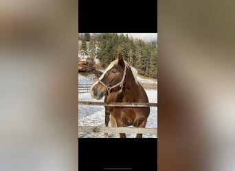 Noriker, Stute, 16 Jahre, 162 cm, Fuchs