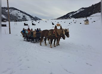 Noriker, Stute, 16 Jahre, 165 cm, Fuchs