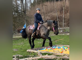 Noriker, Stute, 17 Jahre, 157 cm, Roan-Blue