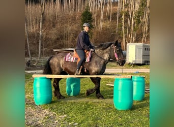 Noriker, Stute, 17 Jahre, 157 cm, Roan-Blue