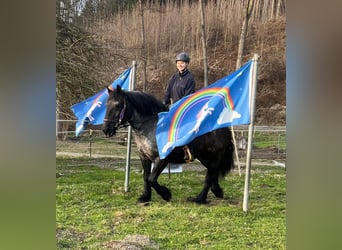 Noriker, Stute, 17 Jahre, 157 cm, Roan-Blue