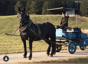 Noriker, Stute, 17 Jahre, 162 cm, Rappe