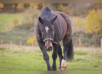 Noriker, Stute, 18 Jahre, 162 cm, Schwarzbrauner