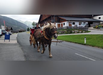 Noriker, Stute, 18 Jahre, 165 cm