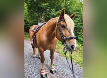 Noriker, Stute, 19 Jahre, 158 cm, Dunkelfuchs