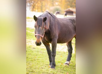 Noriker, Stute, 19 Jahre, 165 cm, Schwarzbrauner