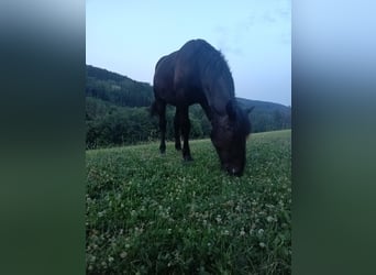 Noriker, Stute, 1 Jahr, 157 cm, Rappe