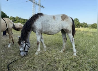 Noriker, Stute, 1 Jahr, 160 cm, Tigerschecke