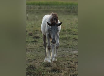 Noriker, Stute, 1 Jahr, 160 cm, Tigerschecke