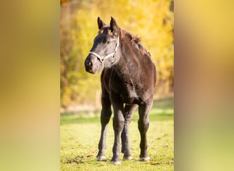 Noriker, Stute, 1 Jahr, 162 cm, Rappe