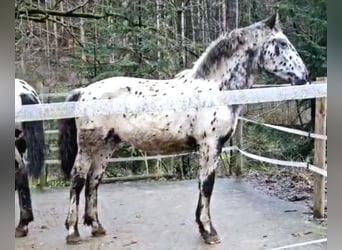 Noriker, Stute, 1 Jahr, 162 cm, Tigerschecke