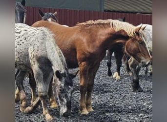 Noriker, Stute, 1 Jahr, 164 cm, Dunkelfuchs