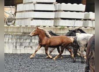 Noriker, Stute, 1 Jahr, 164 cm, Dunkelfuchs