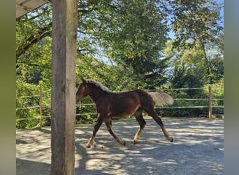 Noriker, Stute, 1 Jahr, 164 cm, Dunkelfuchs