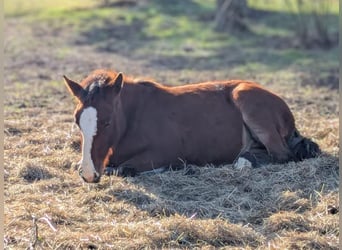 Noriker Mix, Stute, 1 Jahr, Brauner