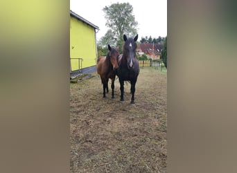 Noriker, Stute, 1 Jahr, Brauner