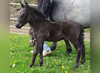Noriker, Stute, 1 Jahr, Braunfalbschimmel