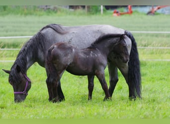 Noriker, Stute, 1 Jahr, Braunfalbschimmel